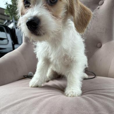 Enlarge Daisy, an adopted mixed breed in Renton, WA image 6/6