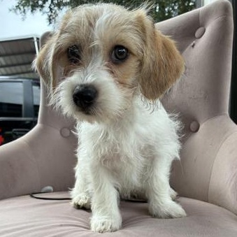 Daisy, adopted, Puppy Female Maltese & Chihuahua.