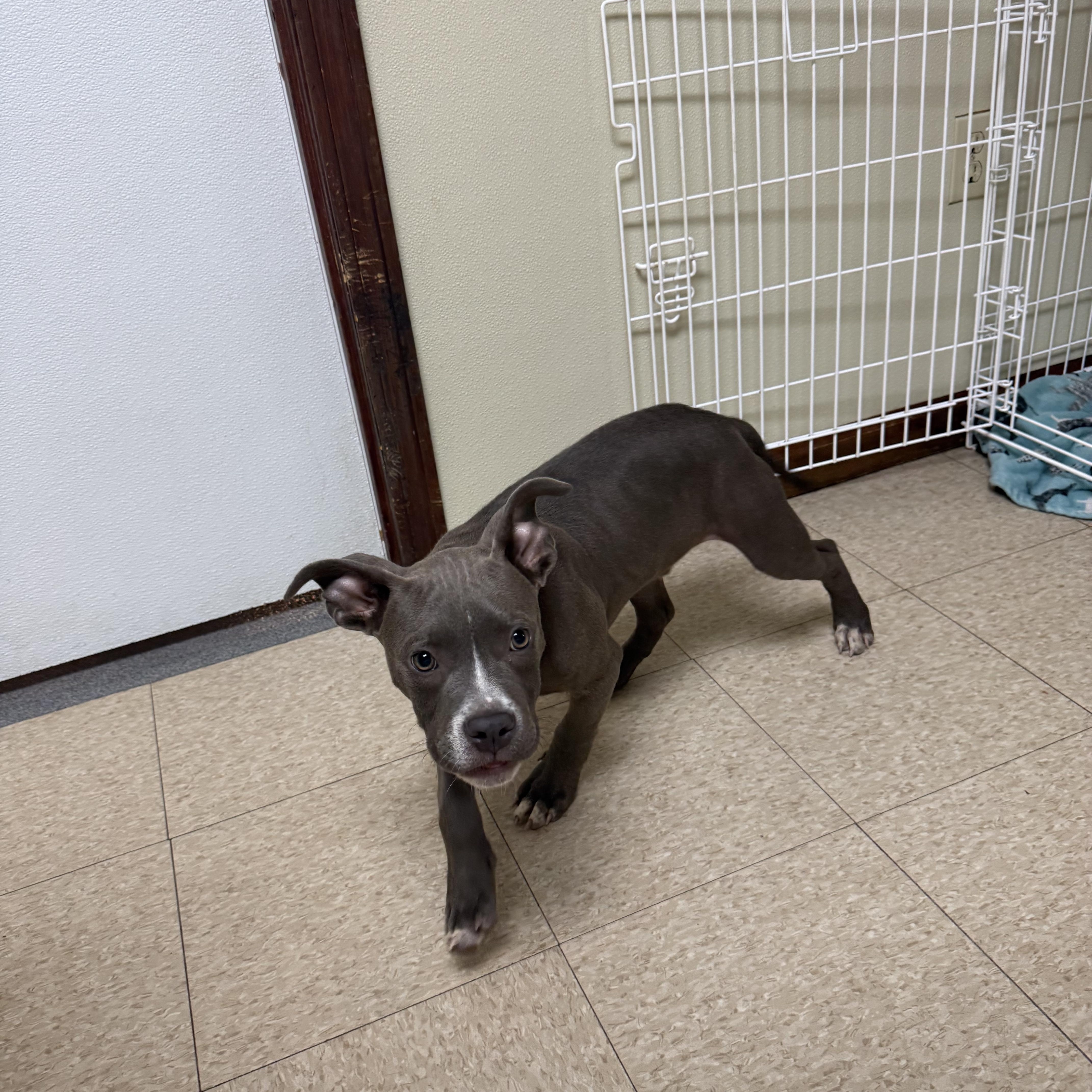 Cane, an adopted mixed breed in Douglas, MA image 4/6