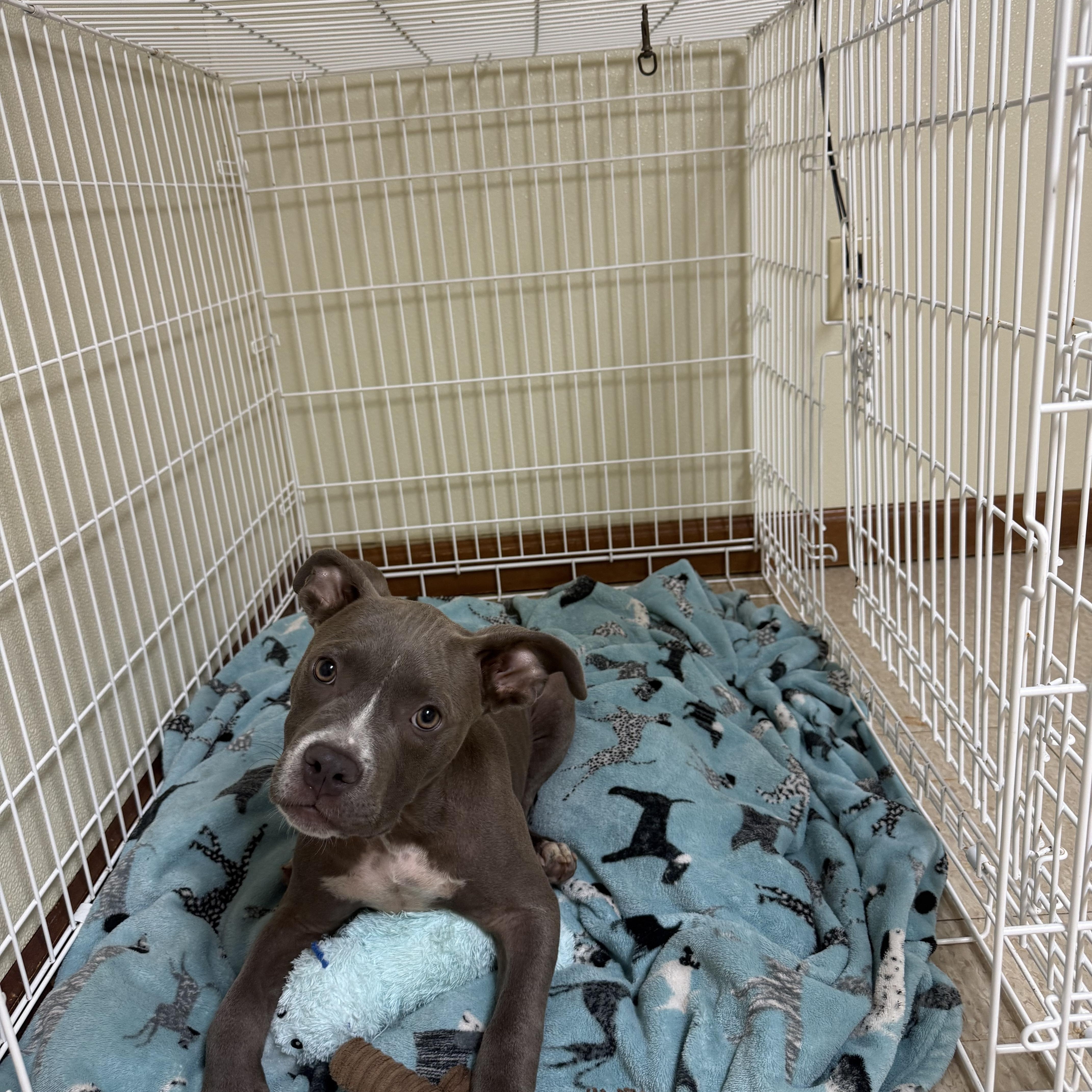 Cane, an adopted mixed breed in Douglas, MA image 2/6