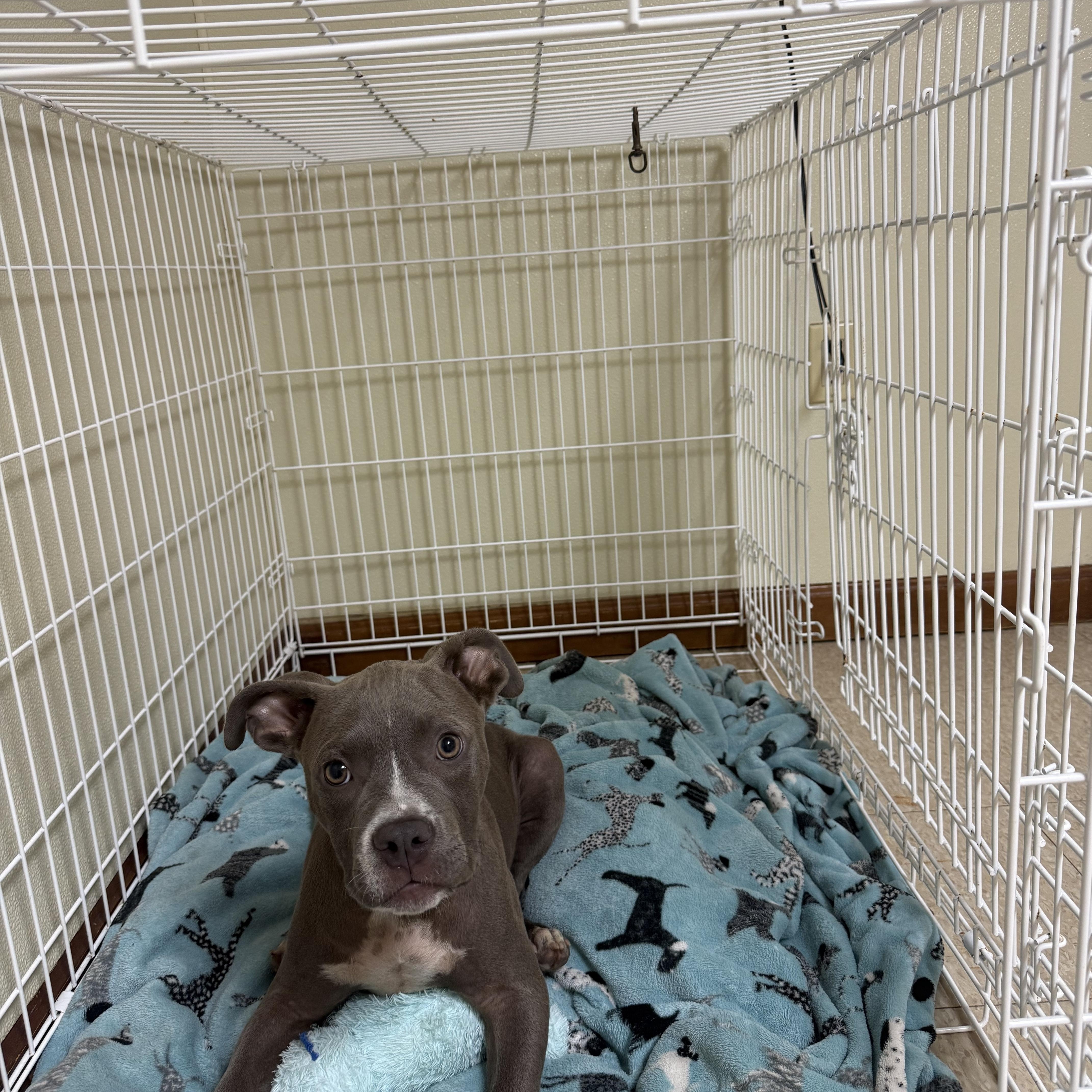 Cane, adopted, Puppy Male Mixed Breed.