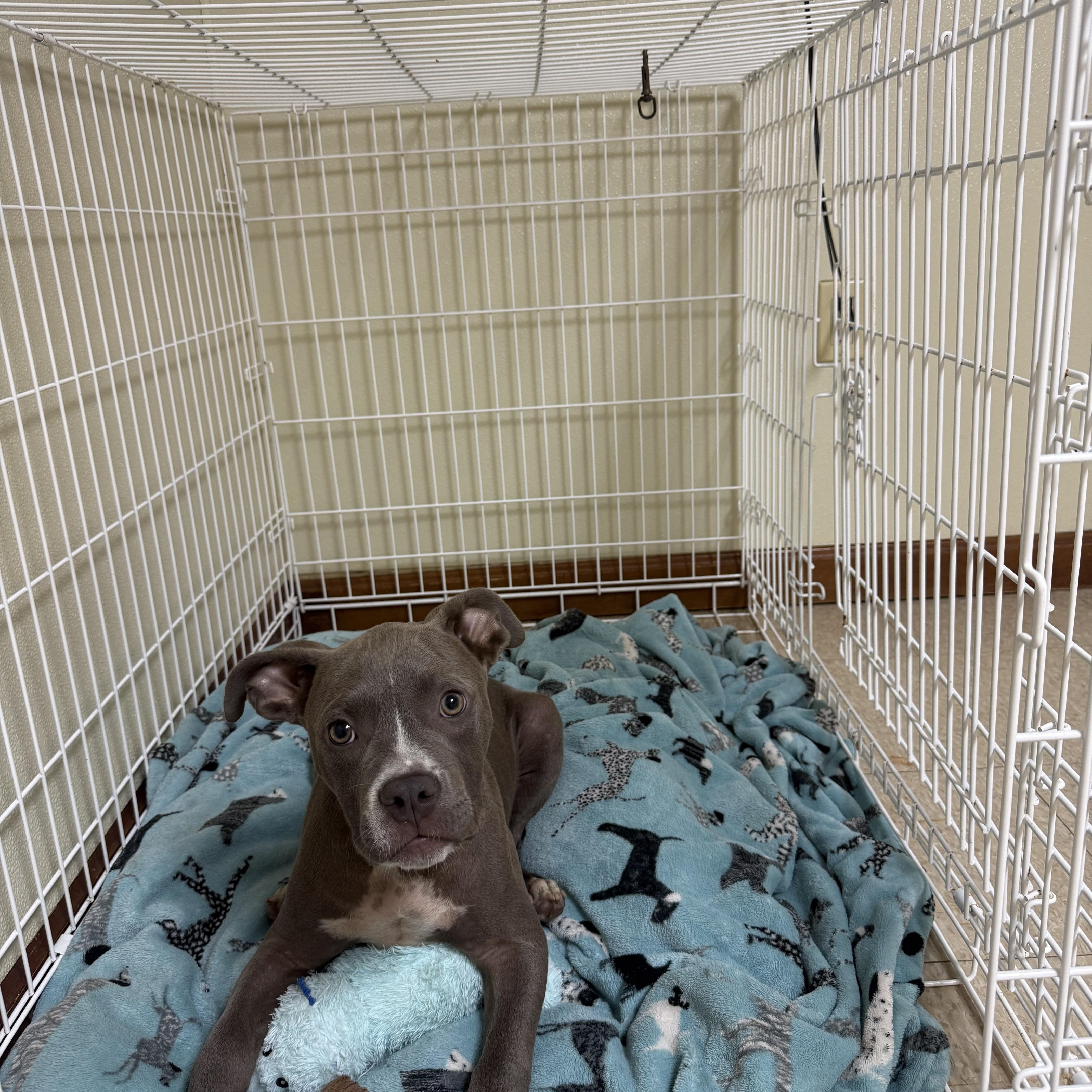Cane, an adopted mixed breed in Douglas, MA image 6/6