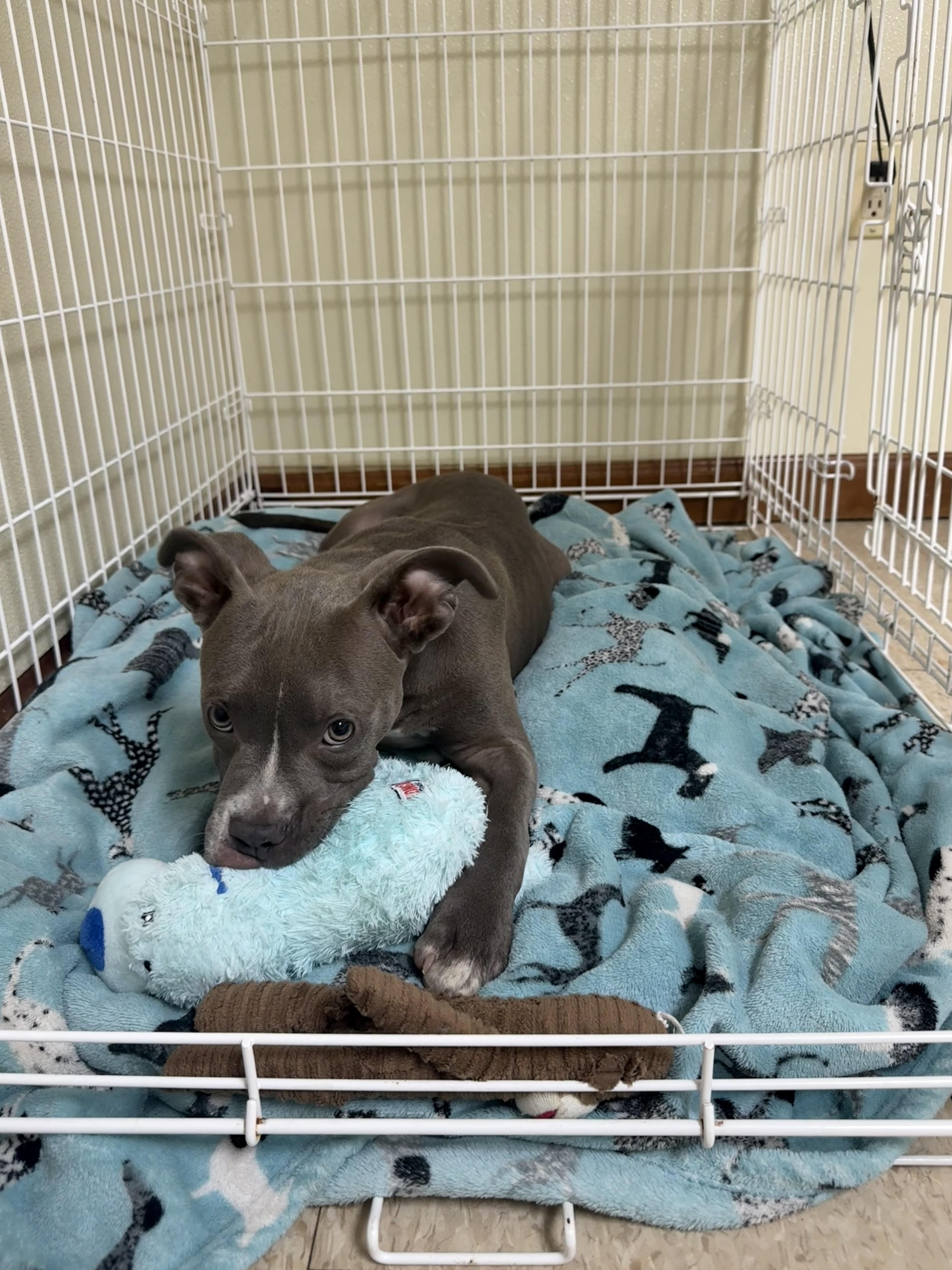 Cane, an adopted mixed breed in Douglas, MA image 3/6