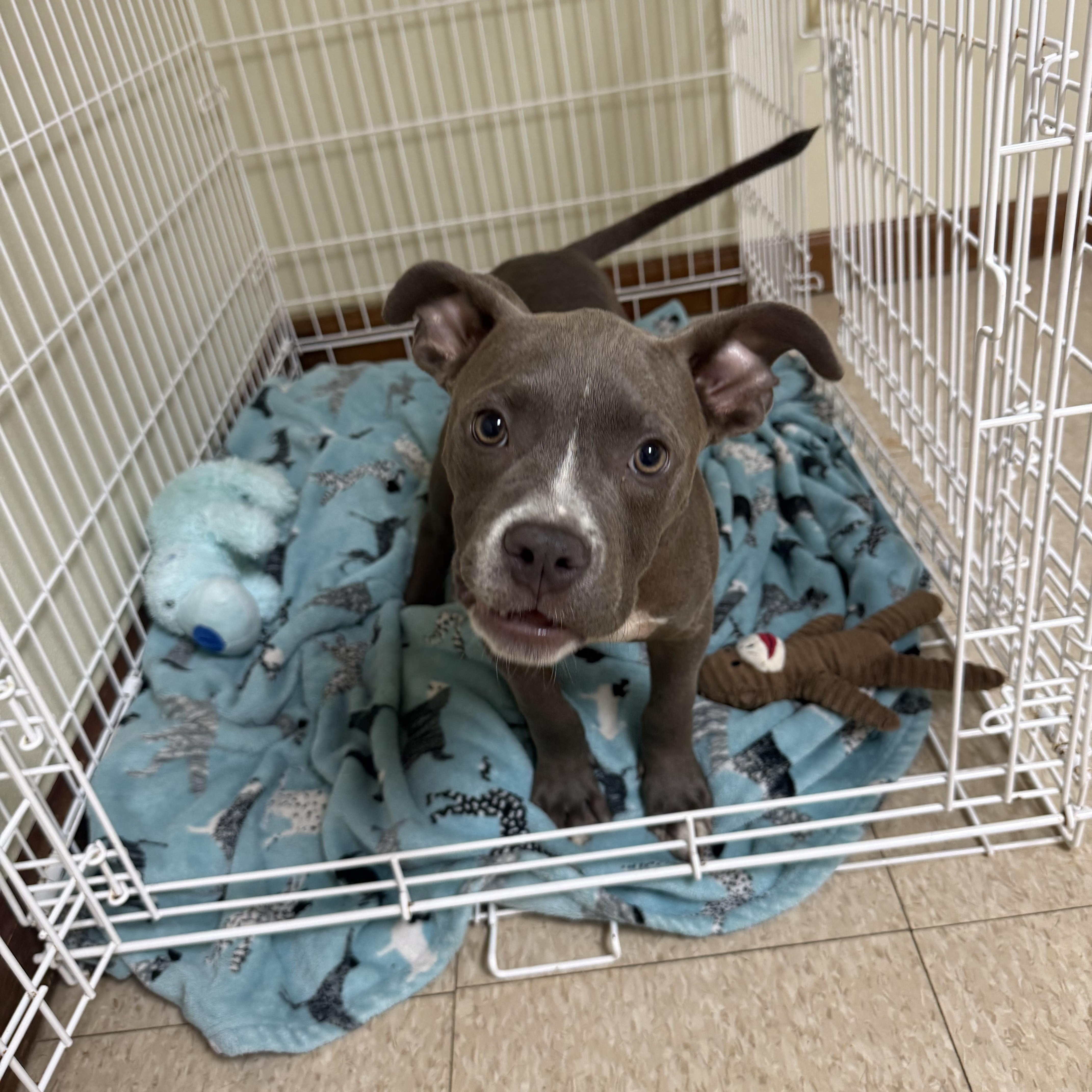 Cane, an adopted mixed breed in Douglas, MA image 5/6