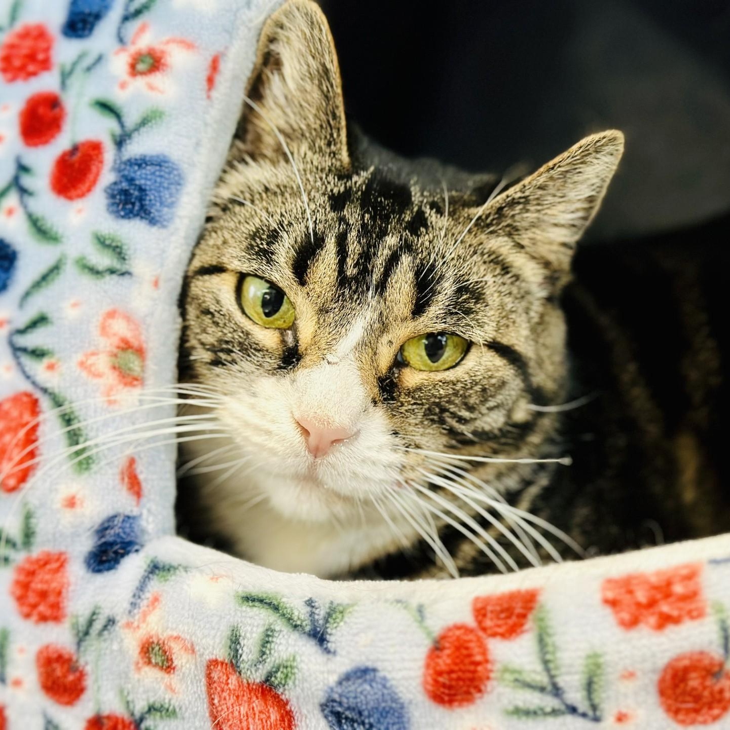 Enlarge Muffin, a Adoptable Domestic Short Hair in Jackson, NJ image 2/4