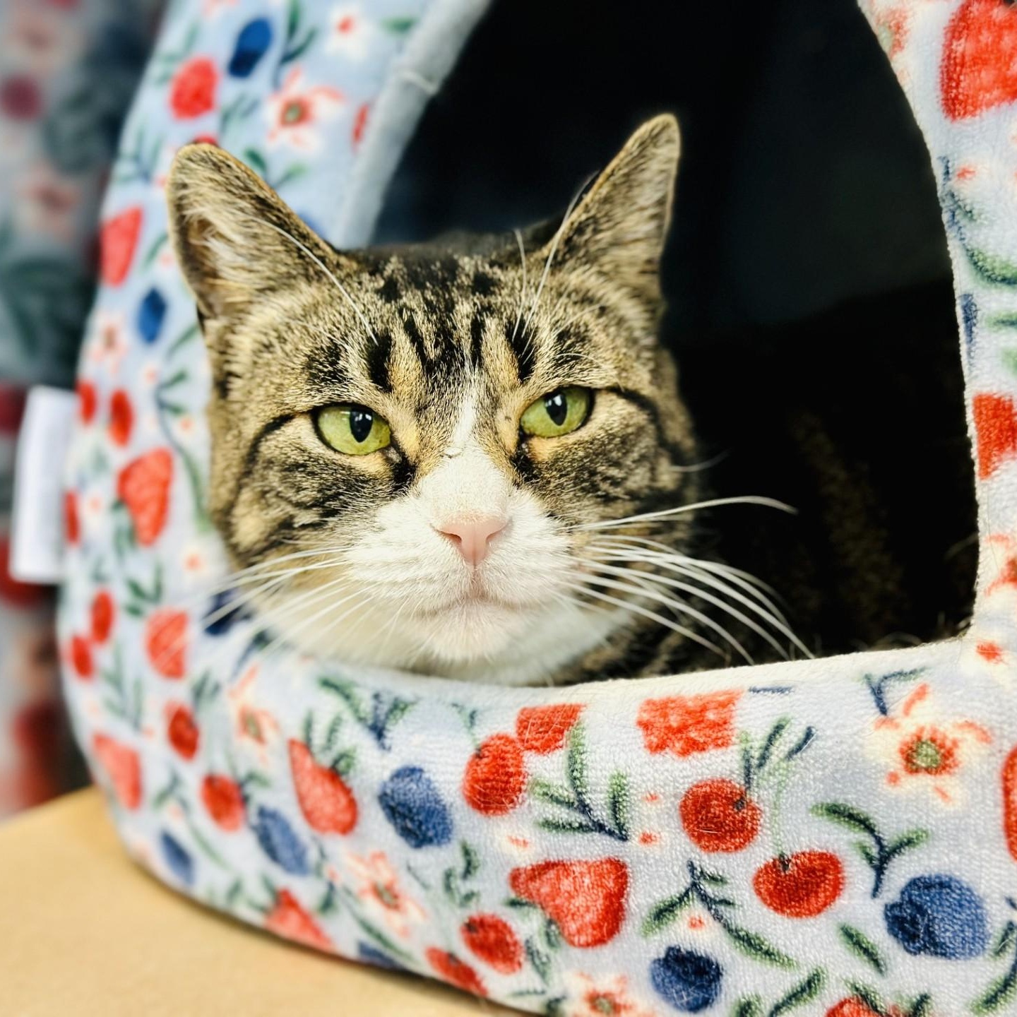 Enlarge Muffin, a Adoptable Domestic Short Hair in Jackson, NJ image 1/4