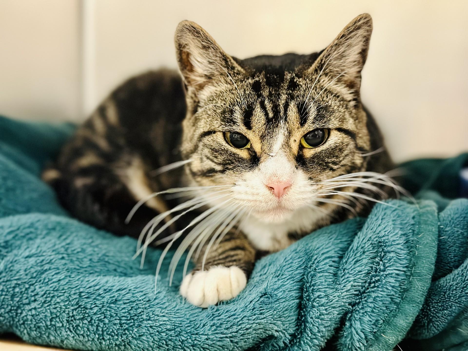 Muffin, a Adoptable Domestic Short Hair in Jackson, NJ image 1/2