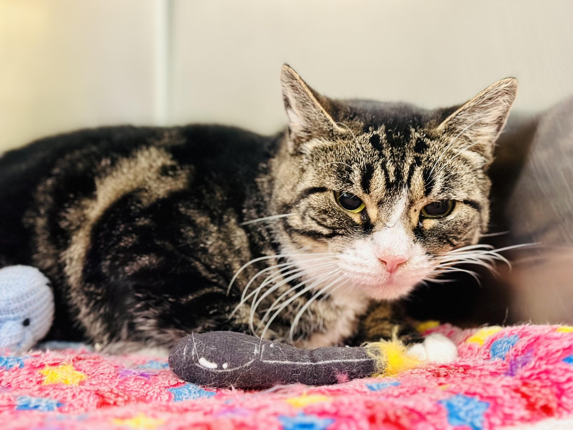 Muffin, Adoptable, Adult Female Domestic Short Hair.