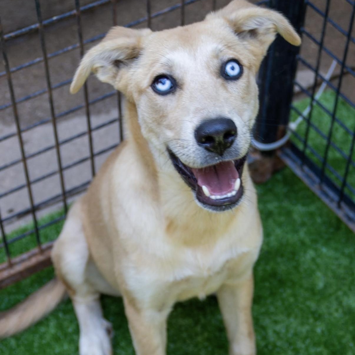 Shasta, Adoptable, Young Female Shepherd.