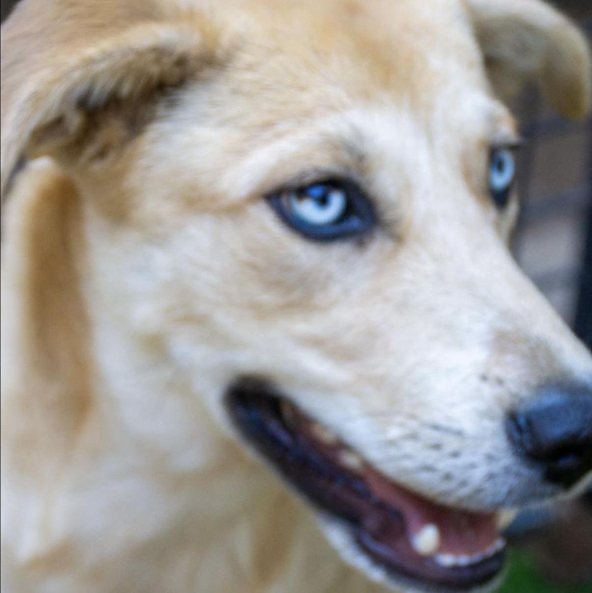 Enlarge Shasta, a Adoptable Shepherd in Santa Monica, CA image 2/3