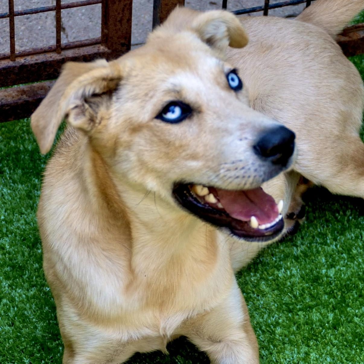 Enlarge Shasta, a Adoptable Shepherd in Santa Monica, CA image 3/3