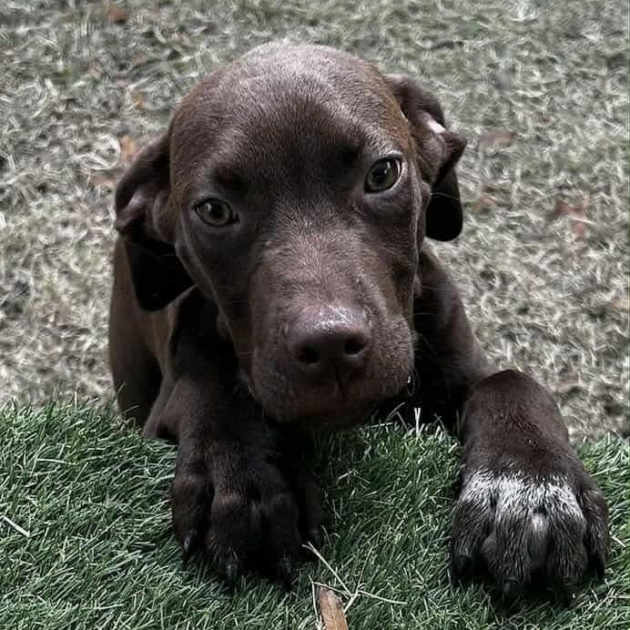 Arthur, Adoptable, Puppy Male Mixed Breed.