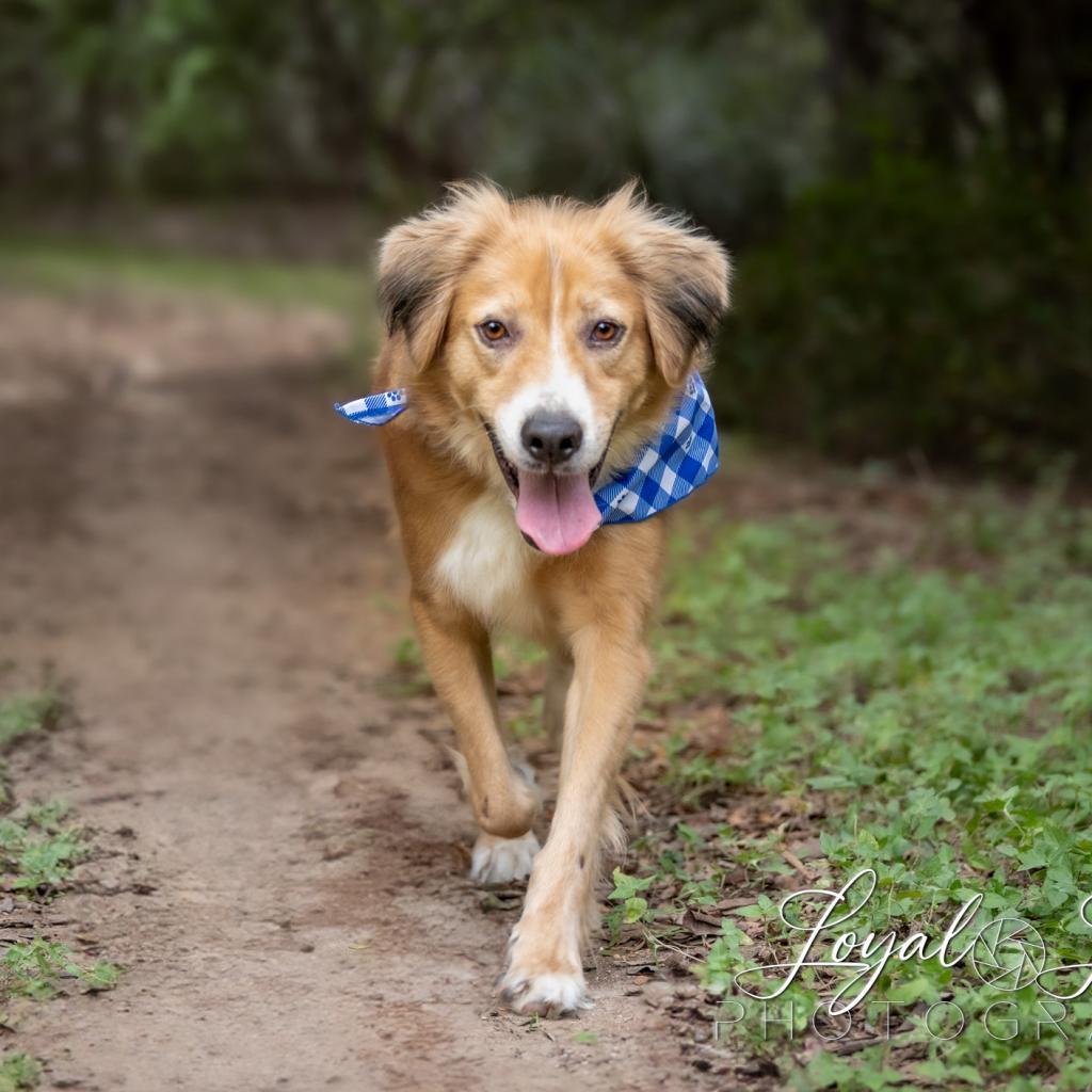 Dog for adoption Jayden aka Milo AL, a Golden Retriever Mix in Little
