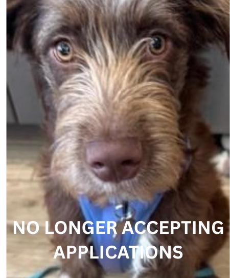 Birdie, an adopted mixed breed in Palatine, IL image 1/5