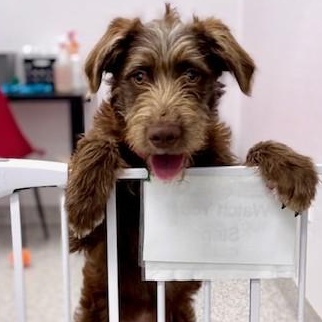 Birdie, an adopted mixed breed in Palatine, IL image 5/5