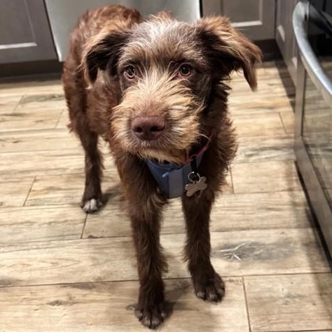 Birdie, an adopted mixed breed in Palatine, IL image 4/5