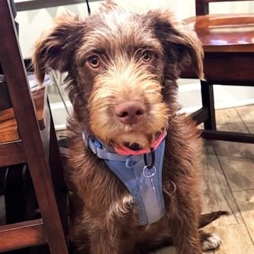 Birdie, an adopted mixed breed in Palatine, IL image 3/5