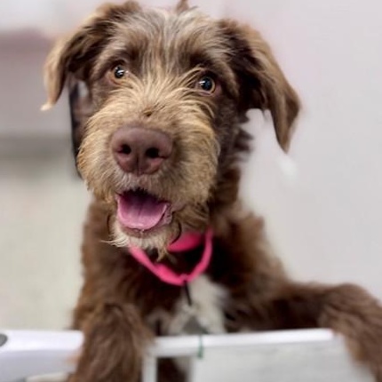 Birdie, an adopted mixed breed in Palatine, IL image 2/5