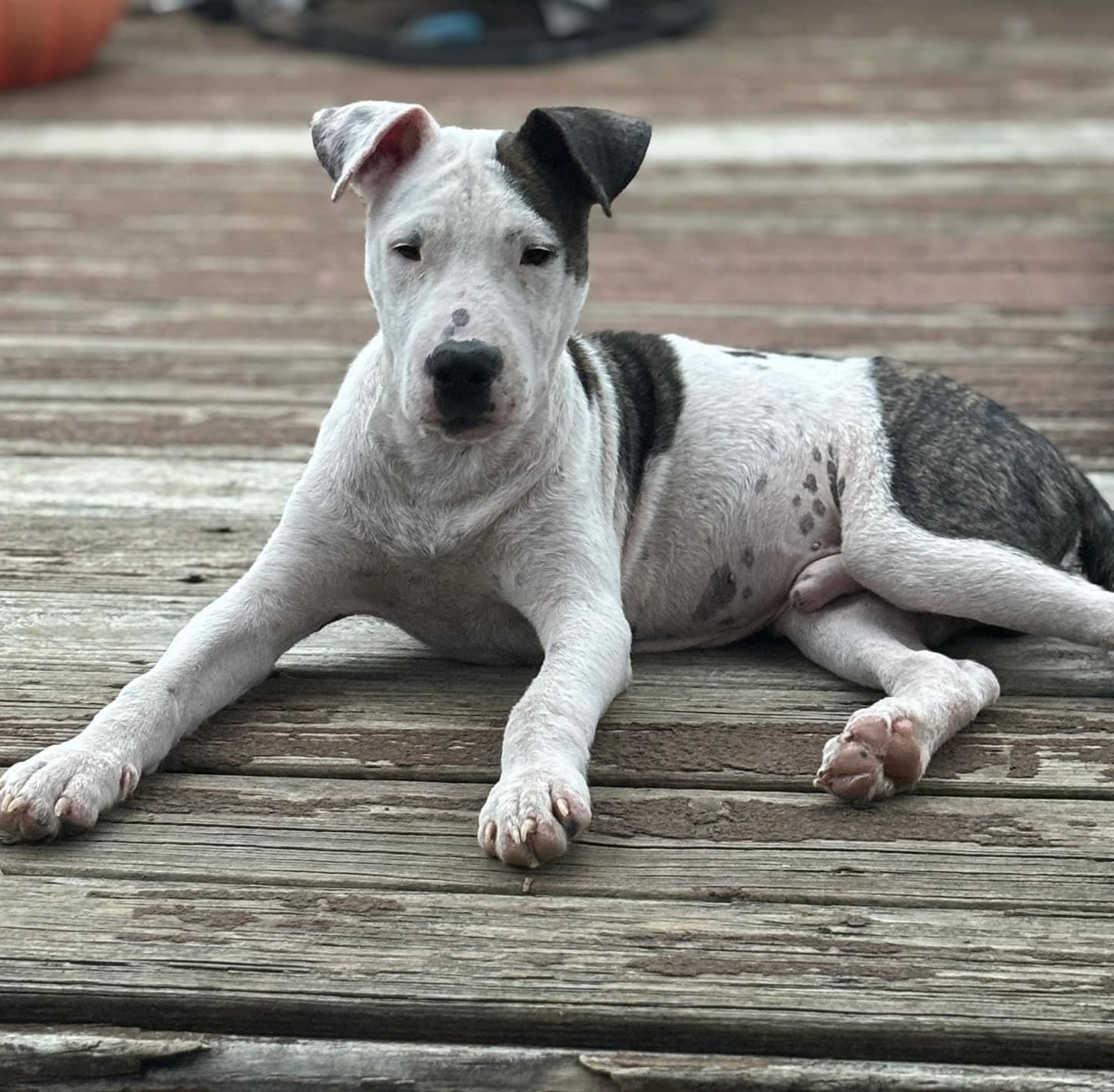 Lil Meechi photo 2