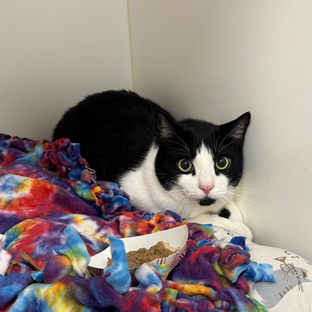 Kitty, a Adoptable Domestic Short Hair in West Palm Beach, FL image 1/4