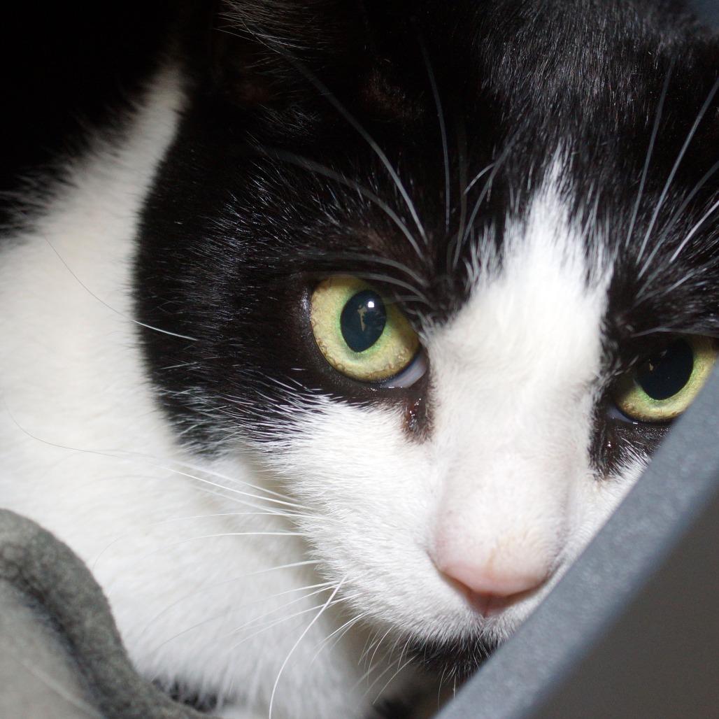 Kitty, a Adoptable Domestic Short Hair in West Palm Beach, FL image 2/4