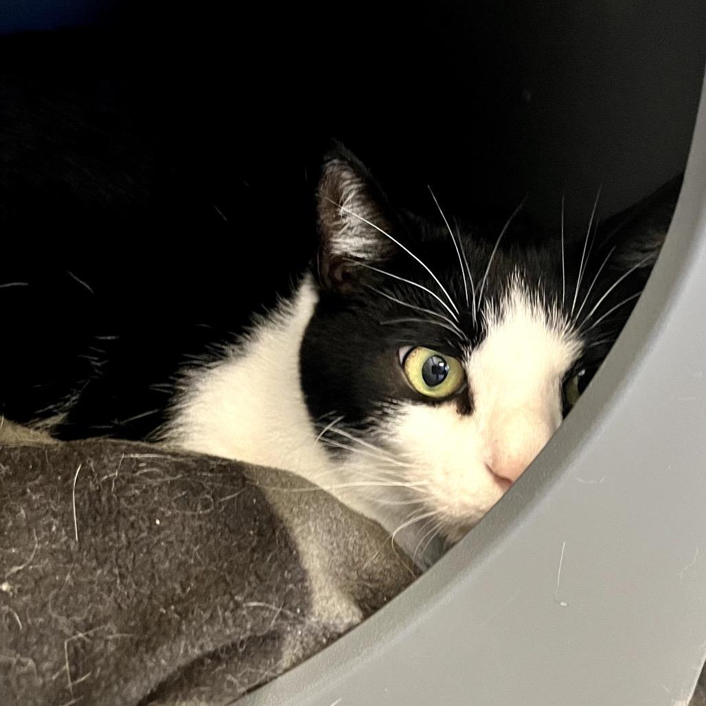 Kitty, a Adoptable Domestic Short Hair in West Palm Beach, FL image 3/4