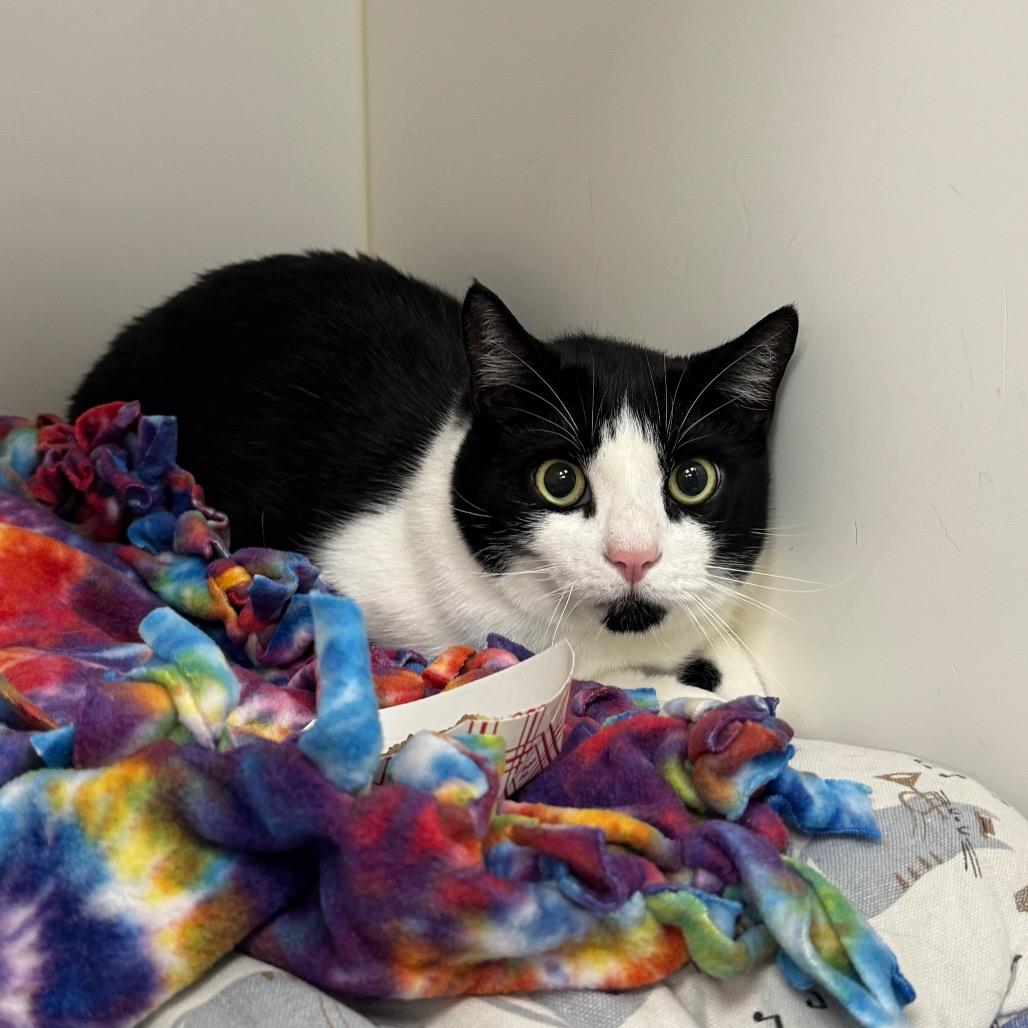 Kitty, a Adoptable Domestic Short Hair in West Palm Beach, FL image 4/4