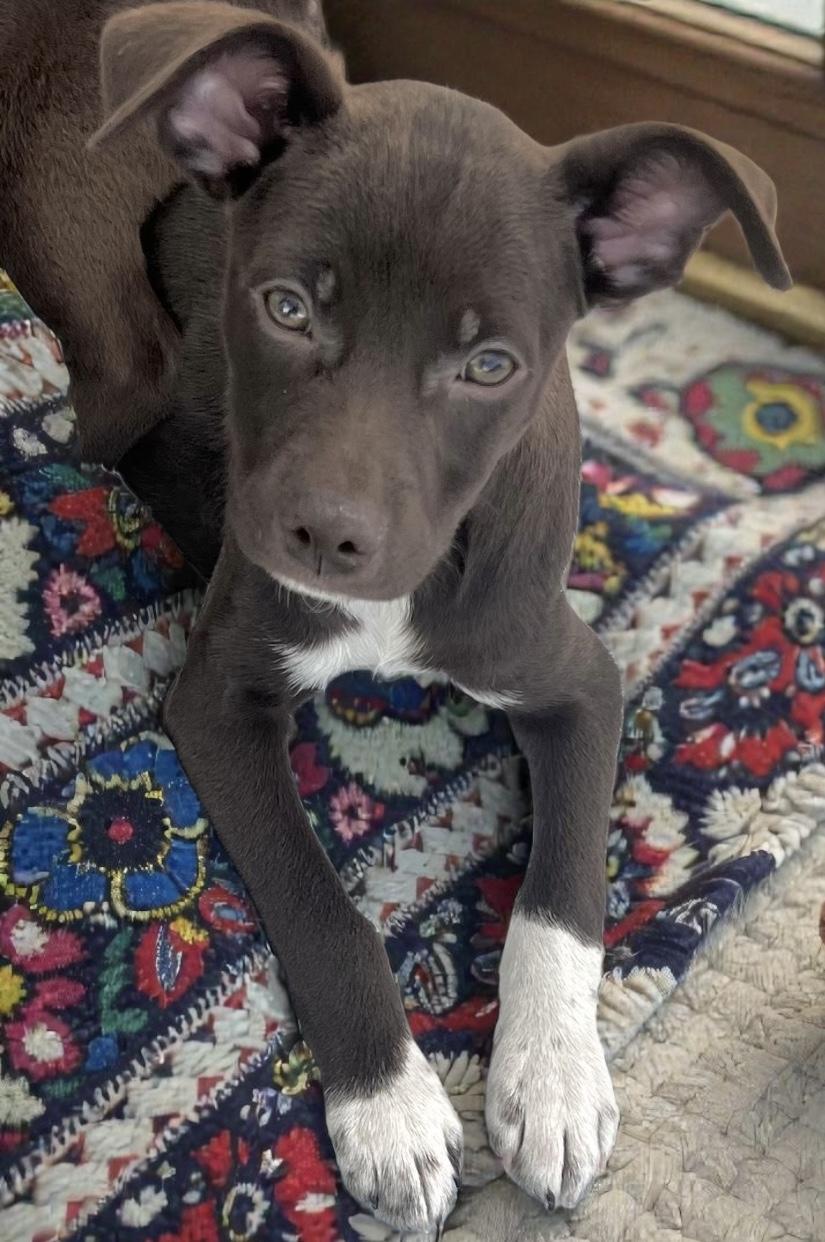 Beau, a ADOPTABLE Chiweenie in Los Angeles, CA image 2/3