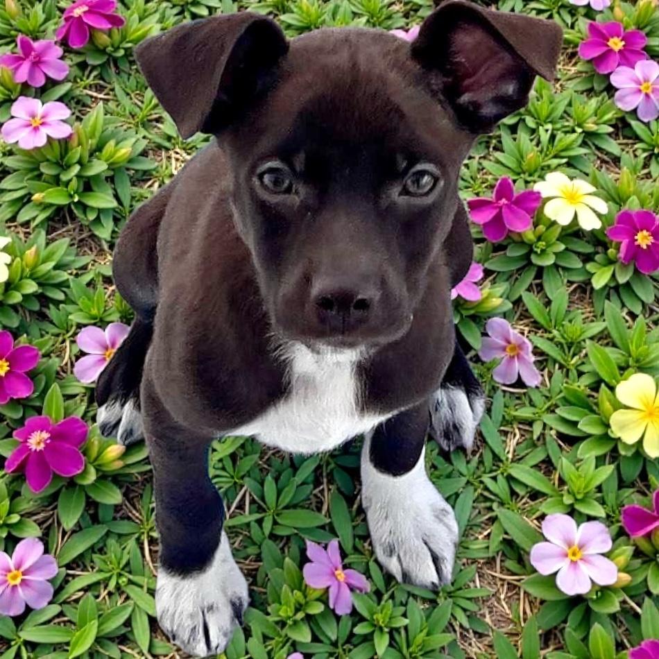 Beau, a ADOPTABLE Chiweenie in Los Angeles, CA image 1/3