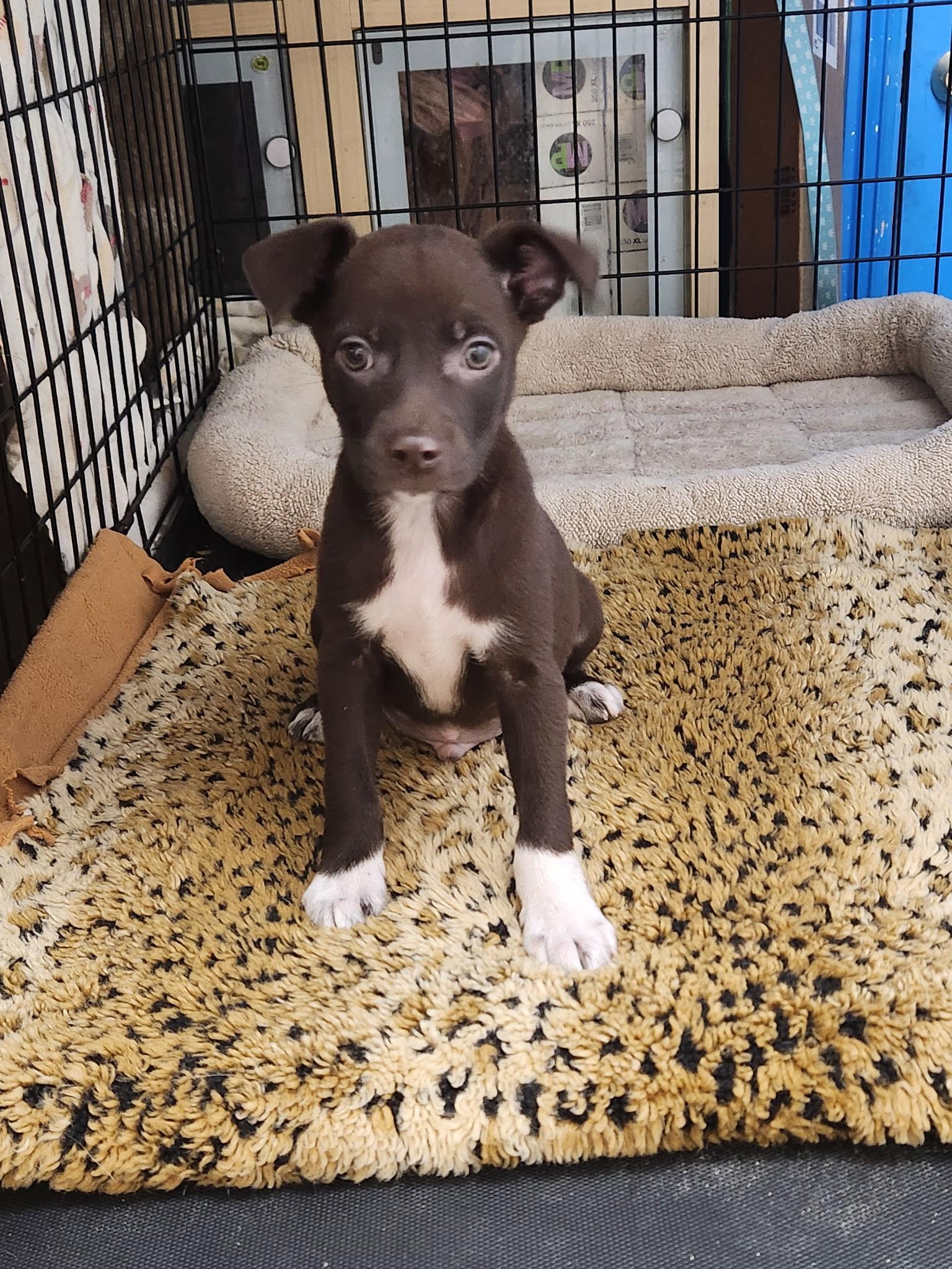 Beau, a ADOPTABLE Chiweenie in Los Angeles, CA image 3/3