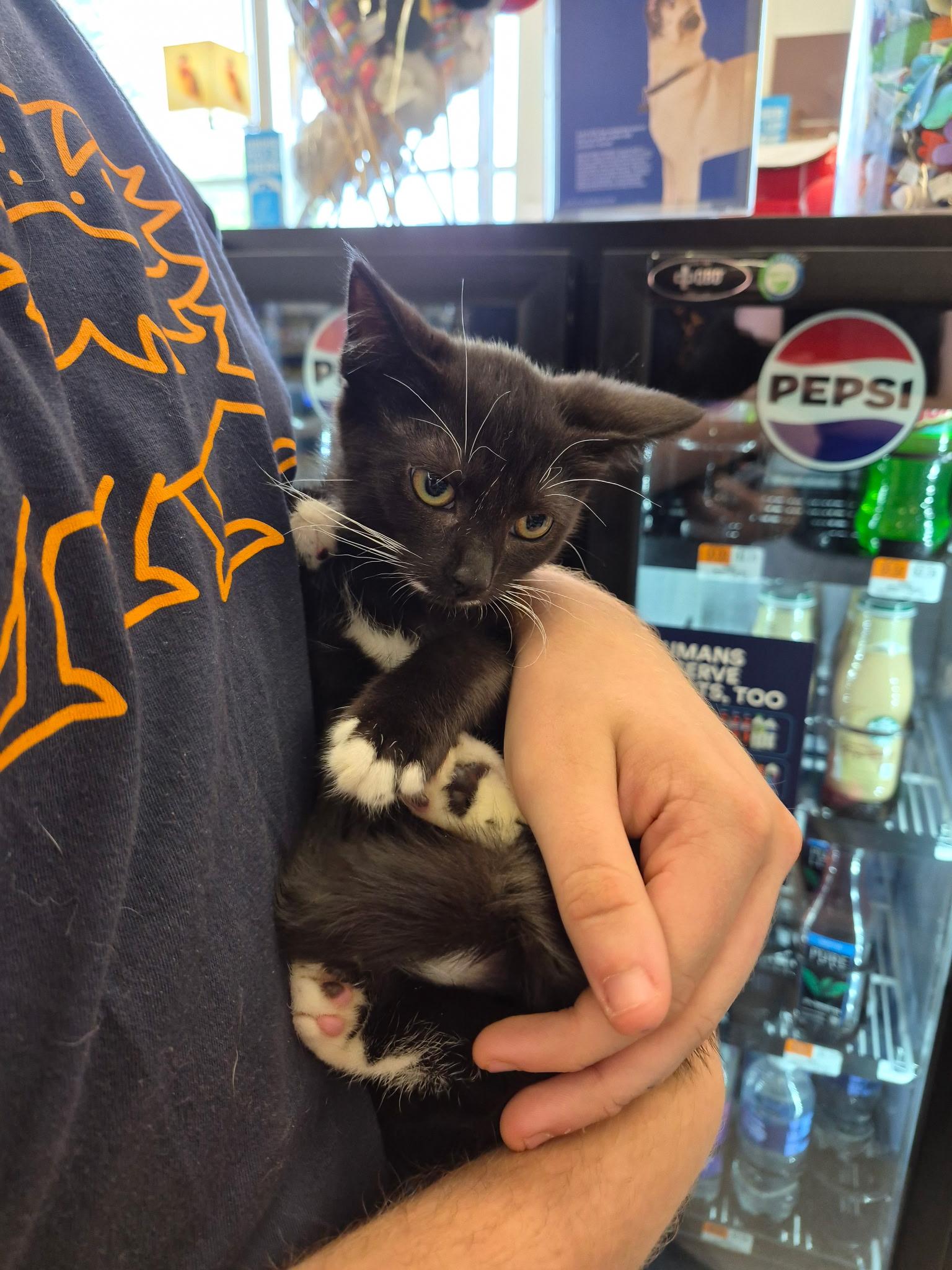 Enlarge Morrigan, a Adoptable Domestic Short Hair in Great Mills, MD image 1/1
