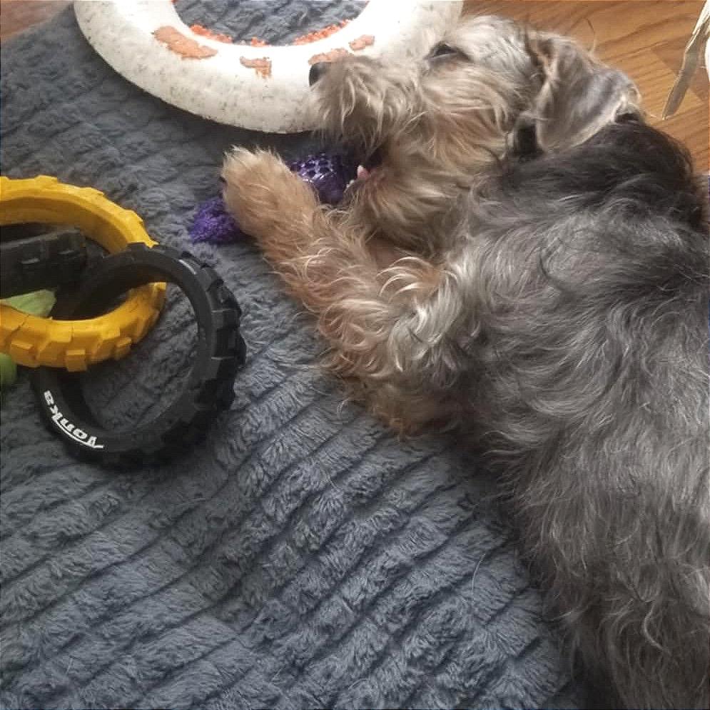 Enlarge Griffin, a Adoptable mixed breed in Monroe, MI image 1/3