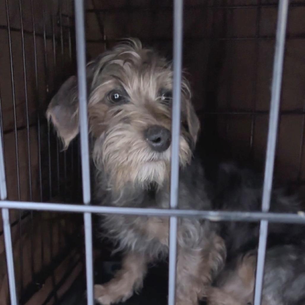 Enlarge Griffin, a Adoptable mixed breed in Monroe, MI image 2/3