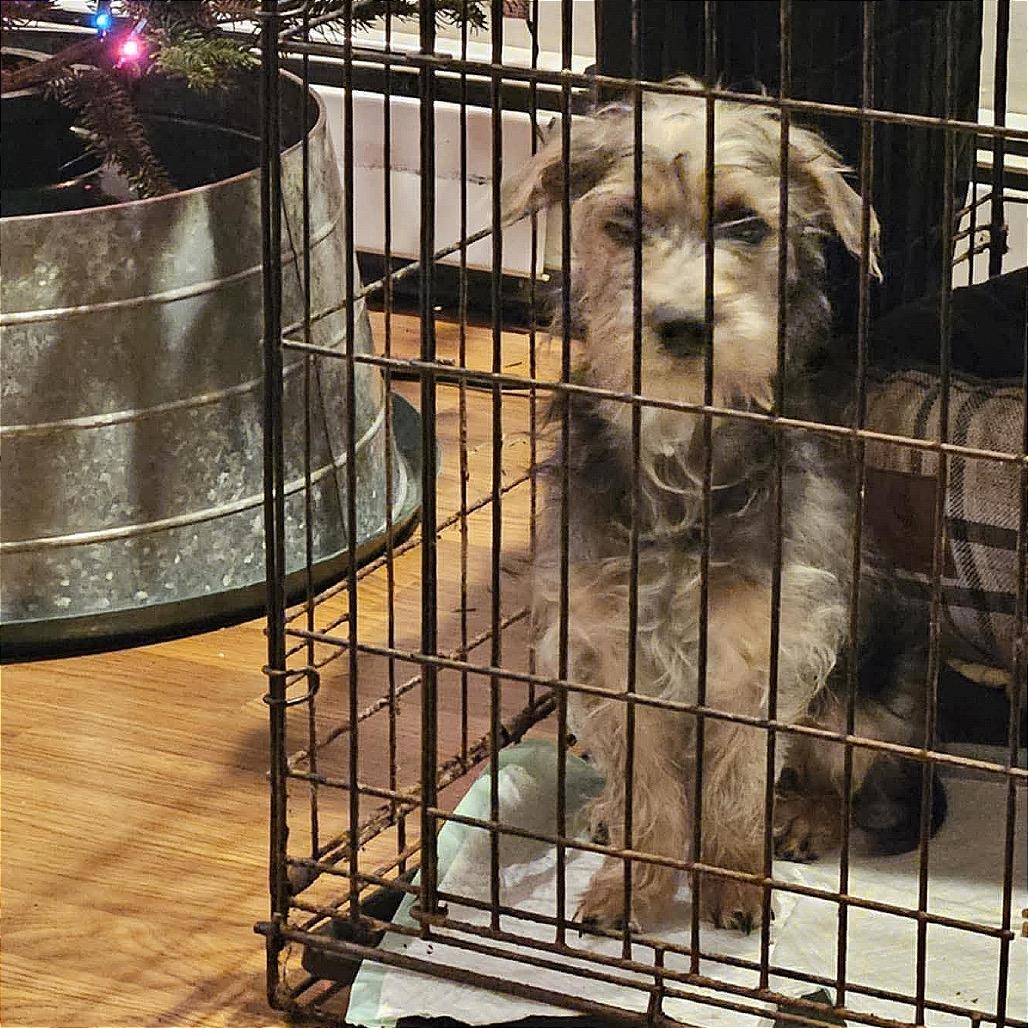 Enlarge Griffin, a Adoptable mixed breed in Monroe, MI image 3/3