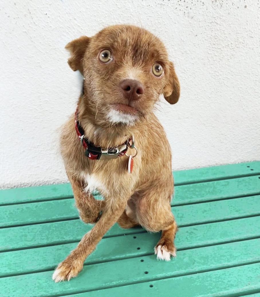Jupiter Chihuahua Dog