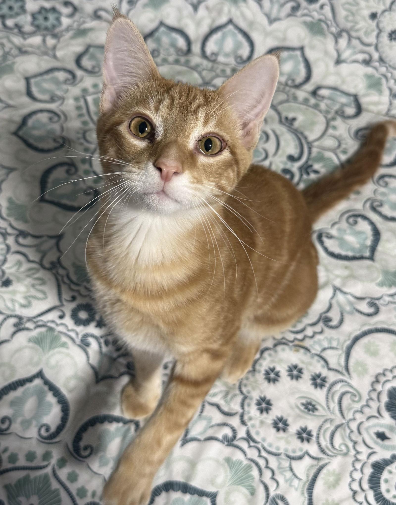 Ember, a Adoptable mixed breed in Island Lake, IL image 3/3