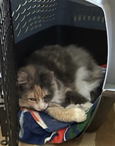 Enlarge Sunny, a Adoptable Calico in Waldorf, MD image 3/5