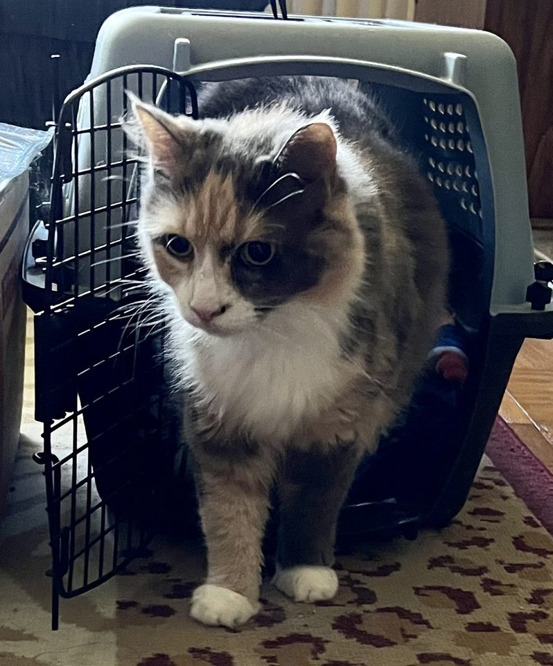 Enlarge Sunny, a Adoptable Calico in Waldorf, MD image 4/5