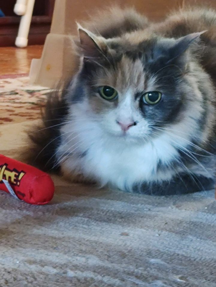 Enlarge Sunny, a Adoptable Calico in Waldorf, MD image 1/5