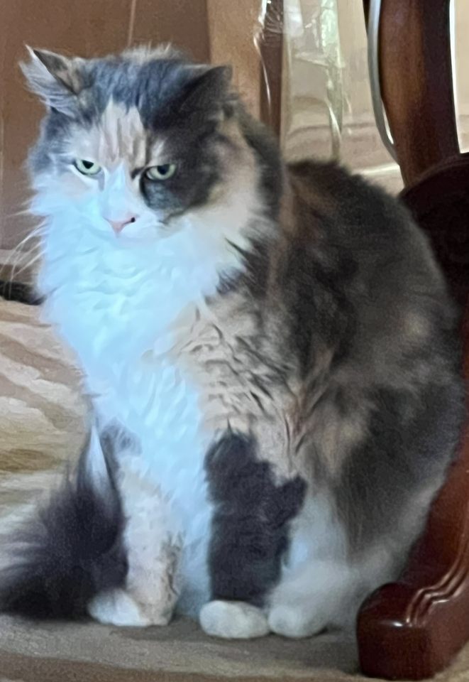 Enlarge Sunny, a Adoptable Calico in Waldorf, MD image 2/5