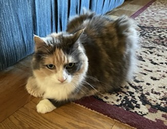 Enlarge Sunny, a Adoptable Calico in Waldorf, MD image 5/5