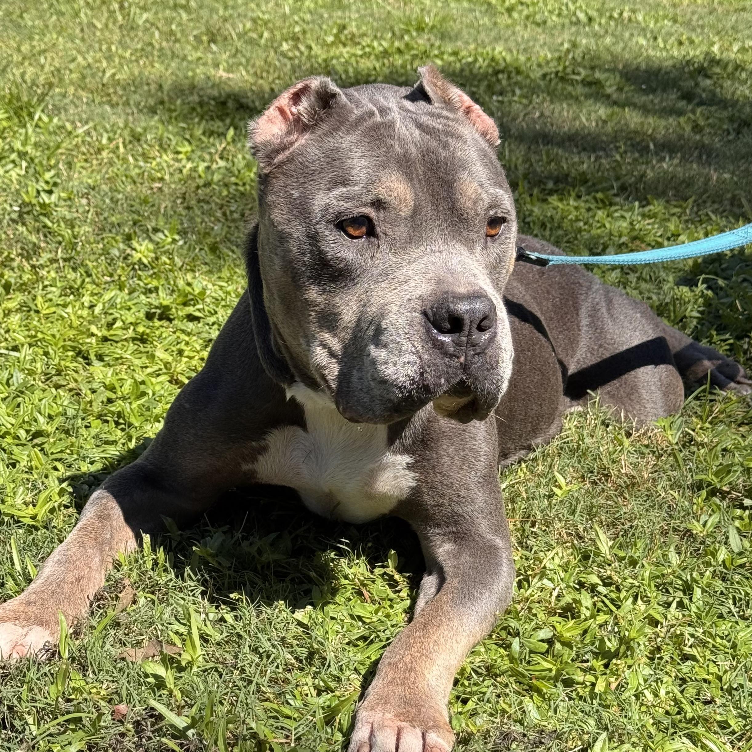 Griffin, Adoptable, Adult Male American Bully.
