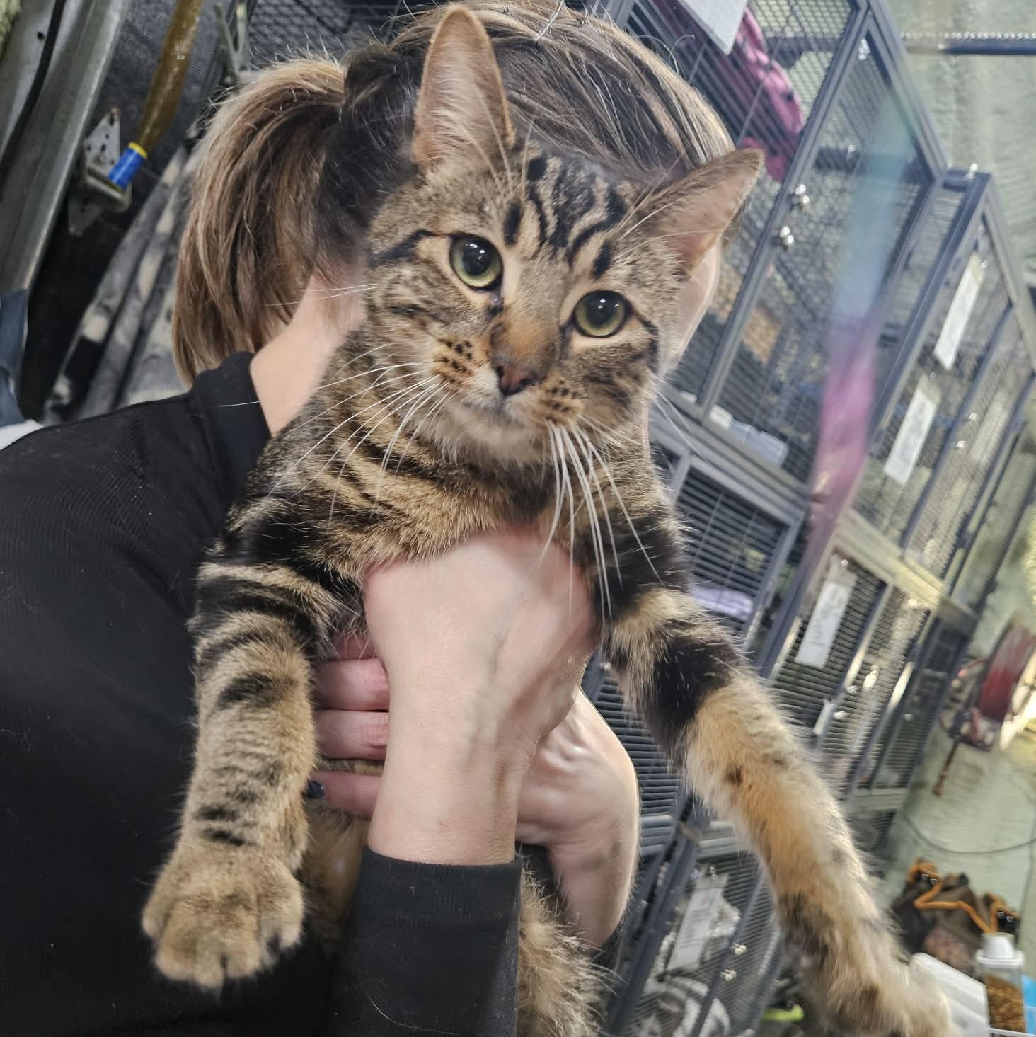 Enlarge TURTLE, a Adoptable Domestic Short Hair in Tillsonburg, ON image 1/1