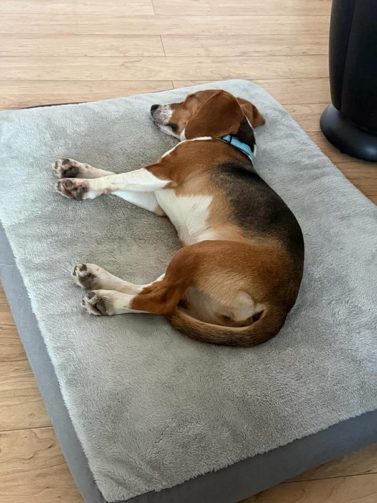 Belle - adoption pending, Adoptable, Adult Female Beagle.