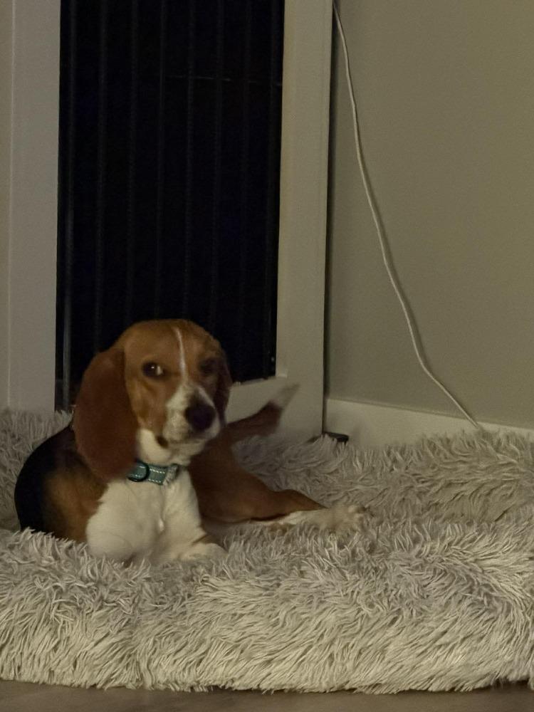 Belle - adoption pending, a Adoptable Beagle in Shawnee Mission, KS image 2/3