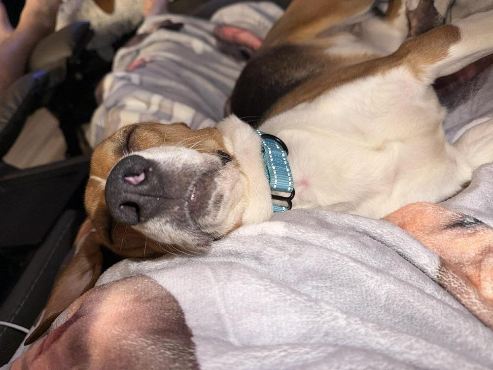 Belle - adoption pending, a Adoptable Beagle in Shawnee Mission, KS image 3/3