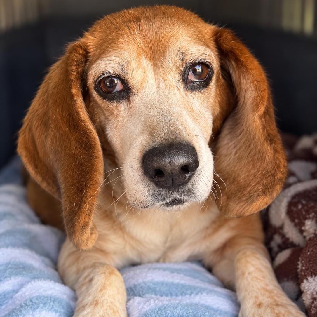 Nibsy, Adoptable, Senior Female Beagle.
