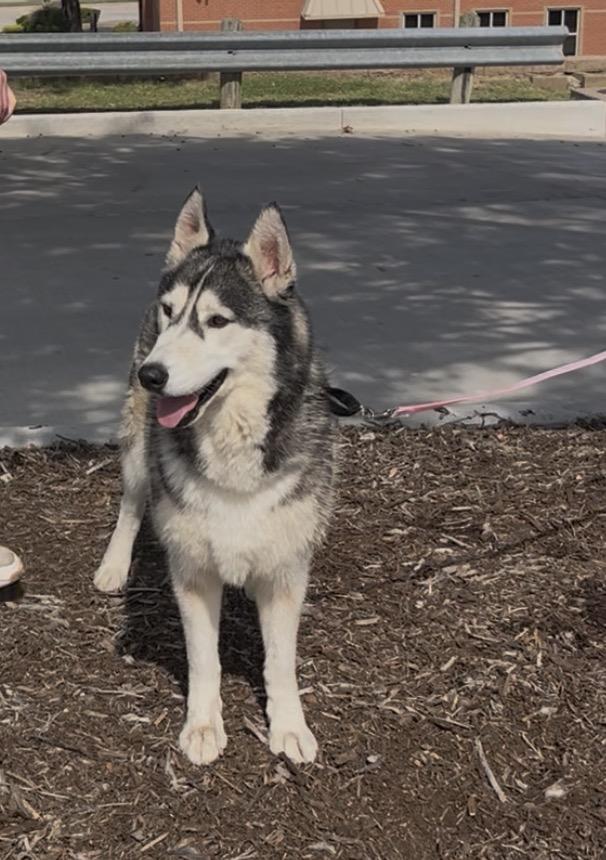 Enlarge Misty, a Adoptable Siberian Husky in Fort Worth , TX image 3/6