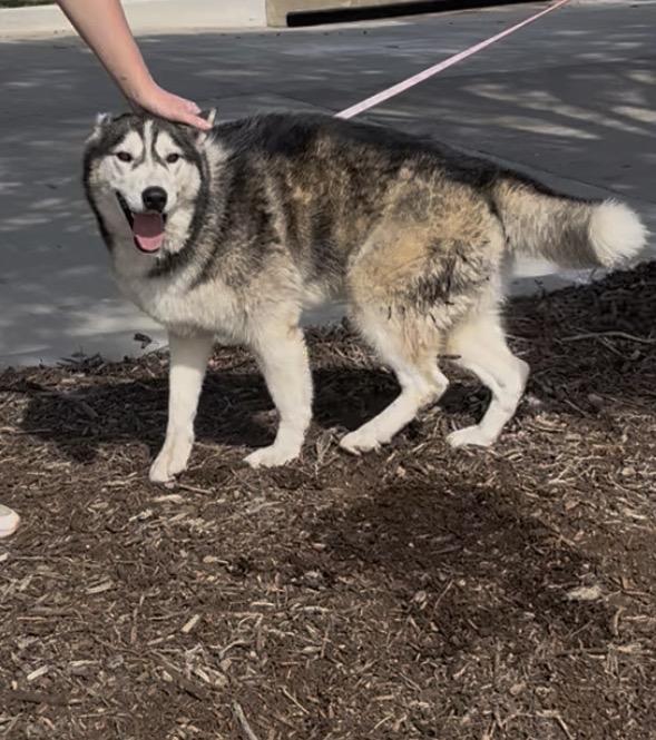 Enlarge Misty, a Adoptable Siberian Husky in Fort Worth , TX image 6/6