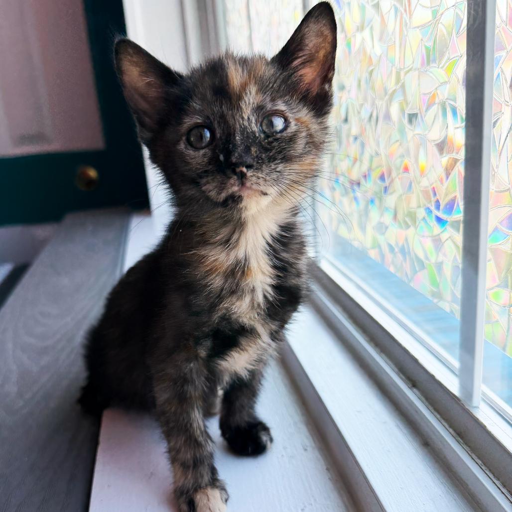 Tammy, Adoptable, Kitten Female Domestic Short Hair.